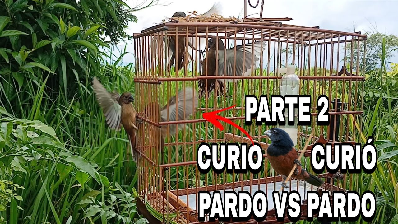 CURIÓ PARDO BRIGOU FECHADO COM O PARDO SOLTO, FICOU MUITO TOPADO MEU GAROTO..