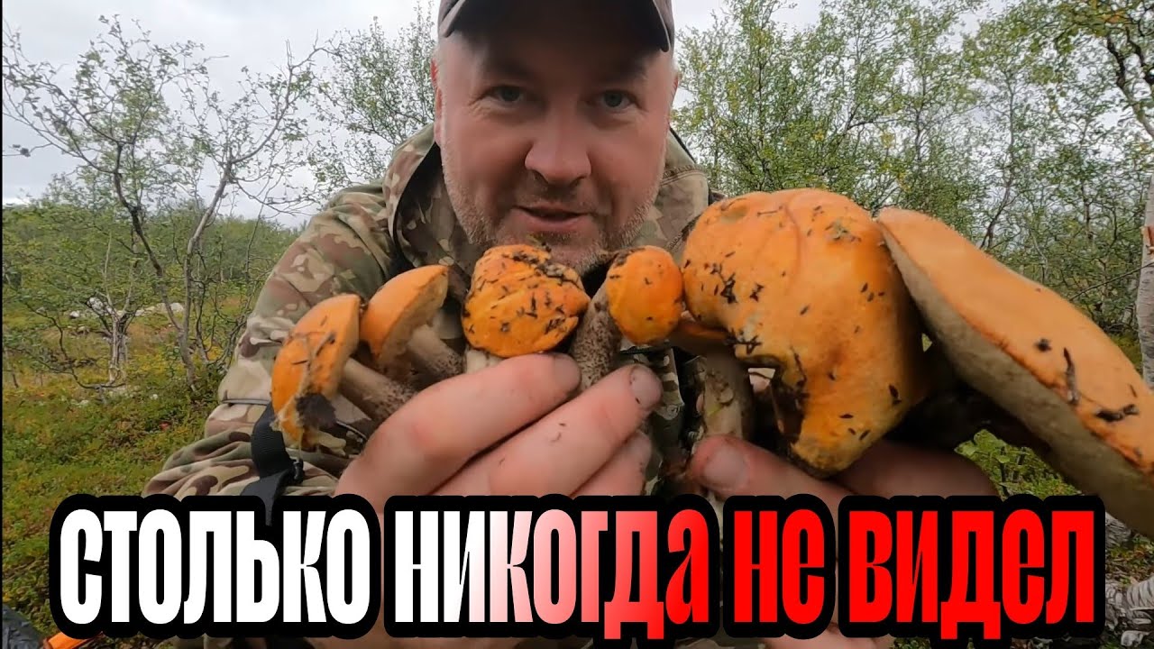 ТОННЫ ГРИБОВ в тундре. Разведал НОВОЕ озеро.