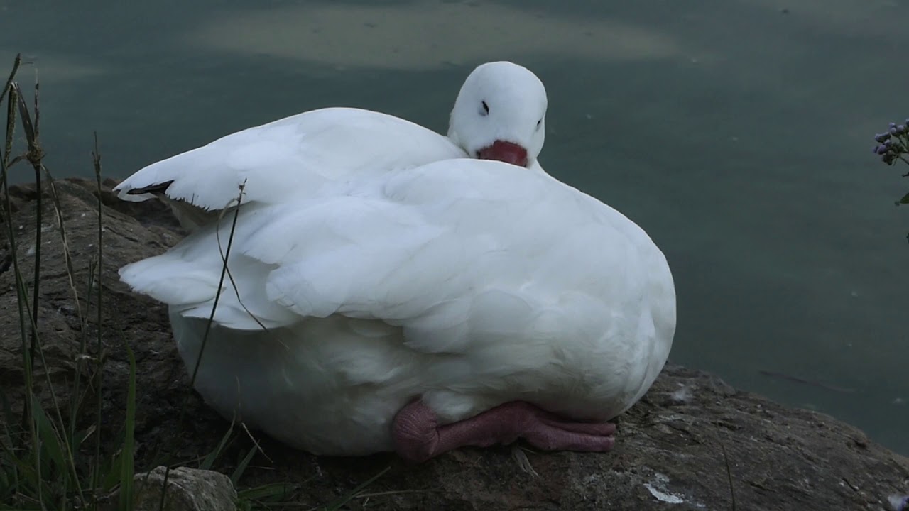 fauna brasileira sertaneja CISNE COSCOROBA FAMÍLIA ave aquática silvestre mangue brazilian brazil