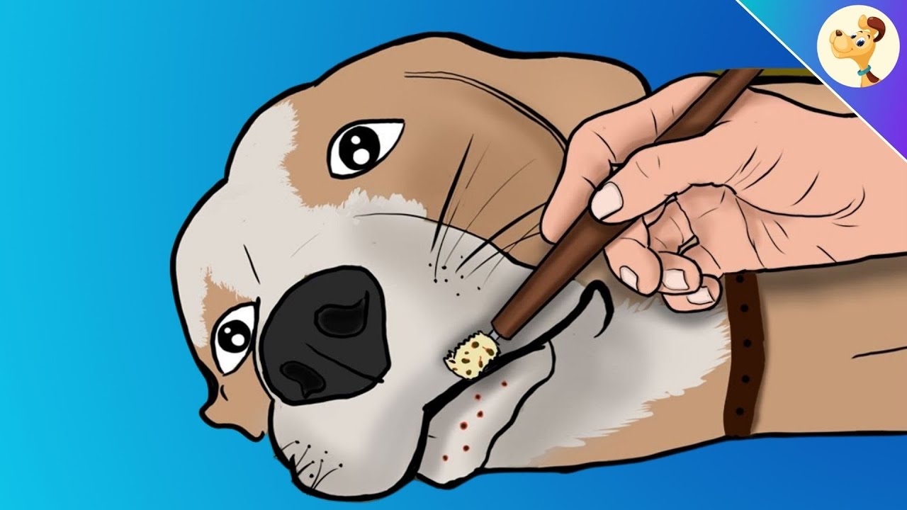Wenn dein Hund Mitesser hat, mach das SCHNELL! ( und weitere Tipps zur Hundegesundheit)