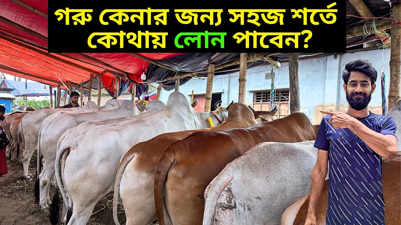 গরু কেনার জন্য সহজ শর্তে কোথায় লোন পাবেন। সহজ শর্তে ব্যাংক লোন তুলুন। গরুর খামারের জন্য ব্যাংক লোন।