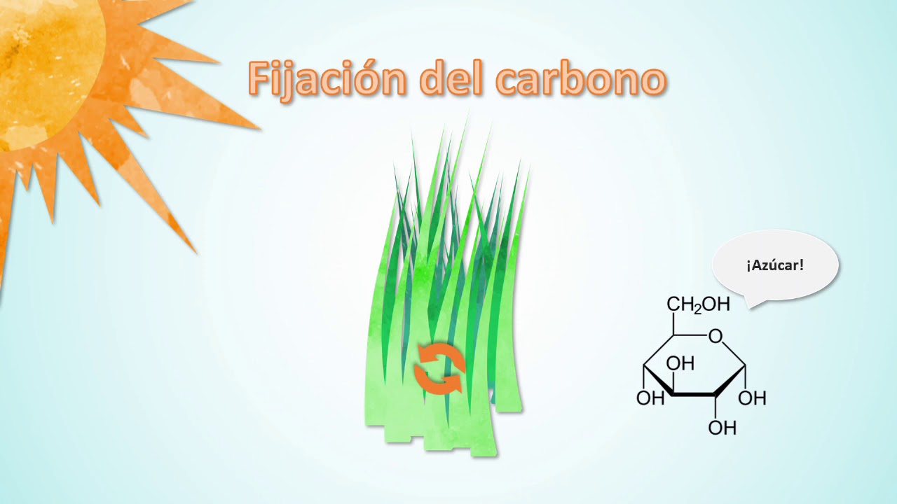 Flujo de materia y energ&iacute;a en ecosistemas - PSU Ciencias Biolog&iacute;a