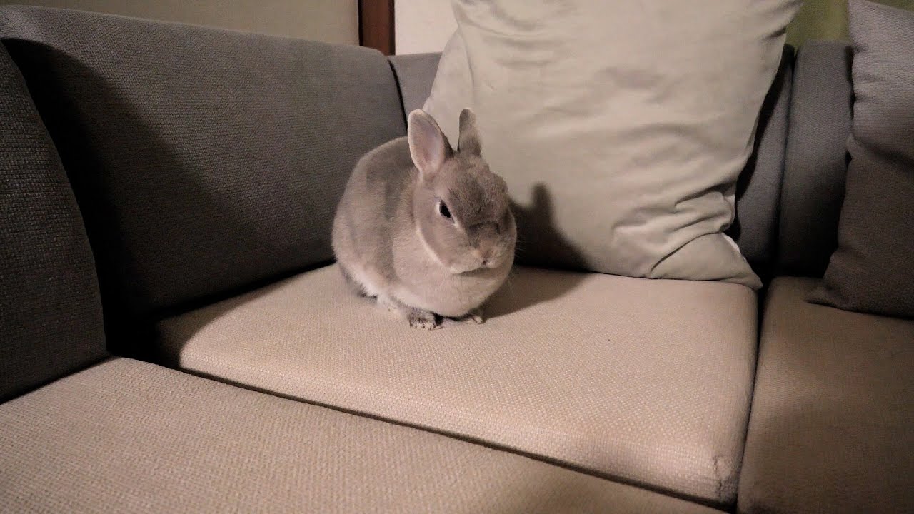 帰りが遅くなり恐る恐る帰宅すると部屋の隅で立ちつくすうさぎさんが・・・この後飼い主への怒りを爆発させます