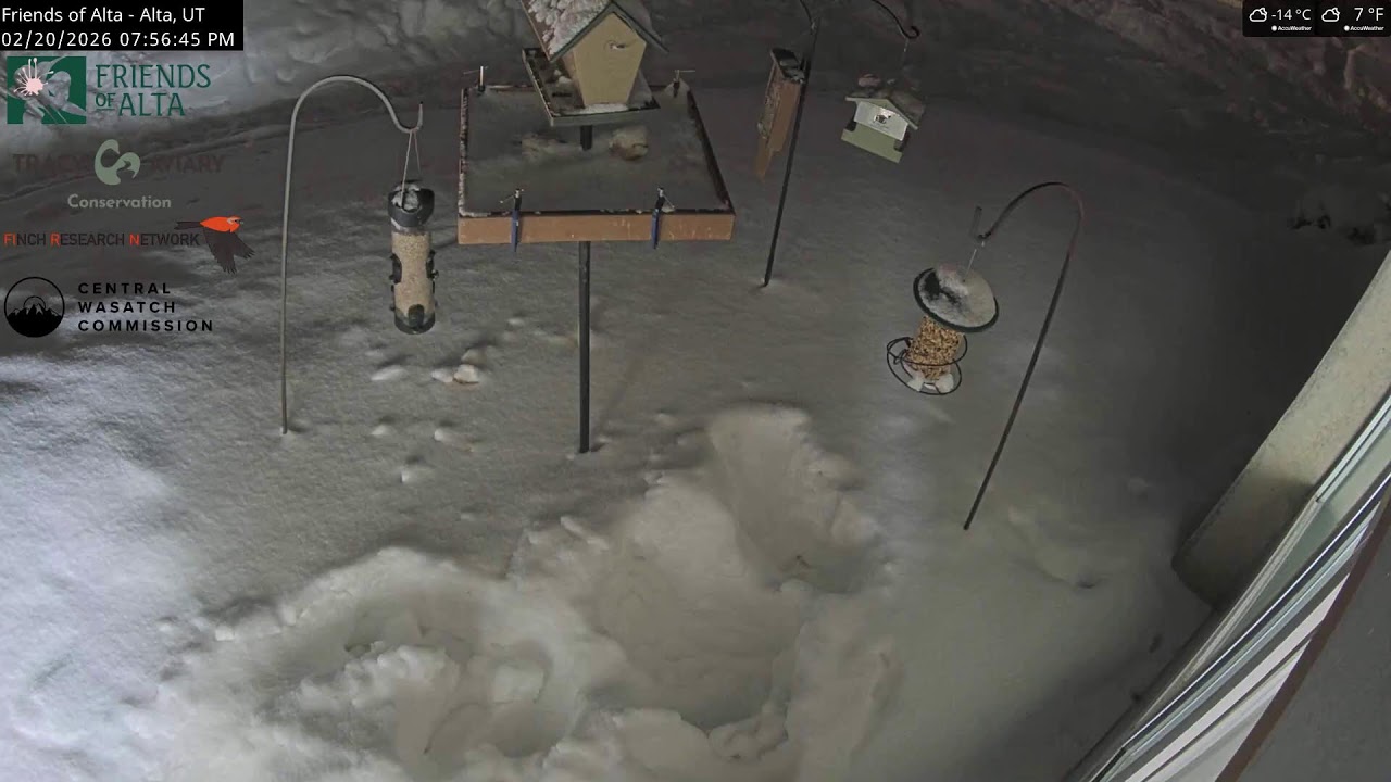 2026-02-20 - Day - Friends of Alta - Alta, UT - Live Stream Bird Feeder Cam (FiRN)