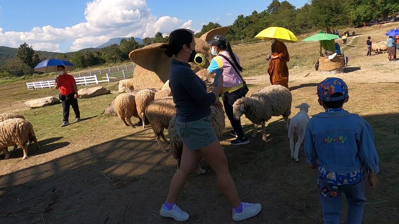 Big Sheep Farm in Chiang Mai - Huay Tung Tao Reservoir 🇹🇭 ฟาร์มแกะห้วยตึงเฒ่า #thailand #chiangmai