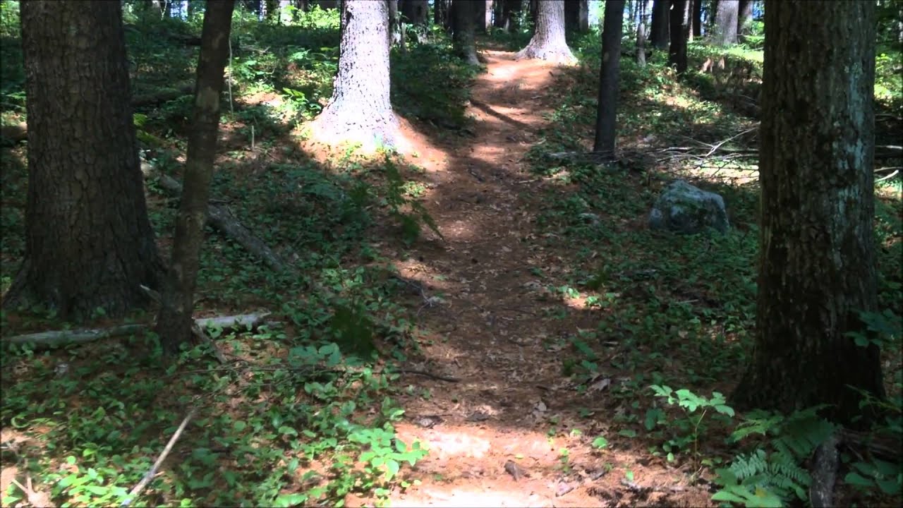 Explore: The Woods