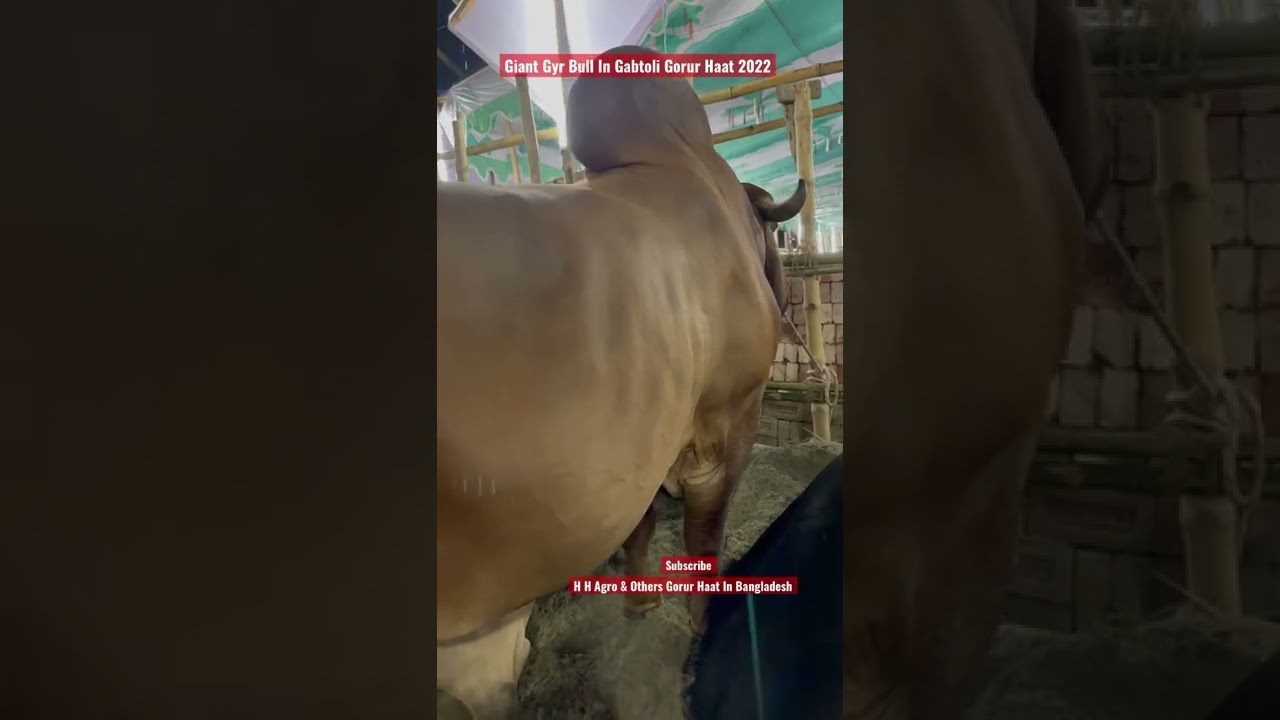 2022 qurbani eid enormous giant gyr bull | qurbani goru | #shorts #pets #animals #goru #Qurban #Eid