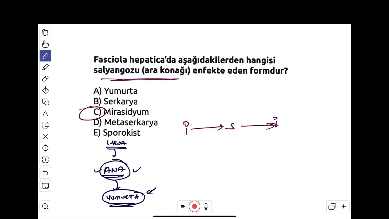 TREMATODLARIN DÖNGÜSÜ ÖZET