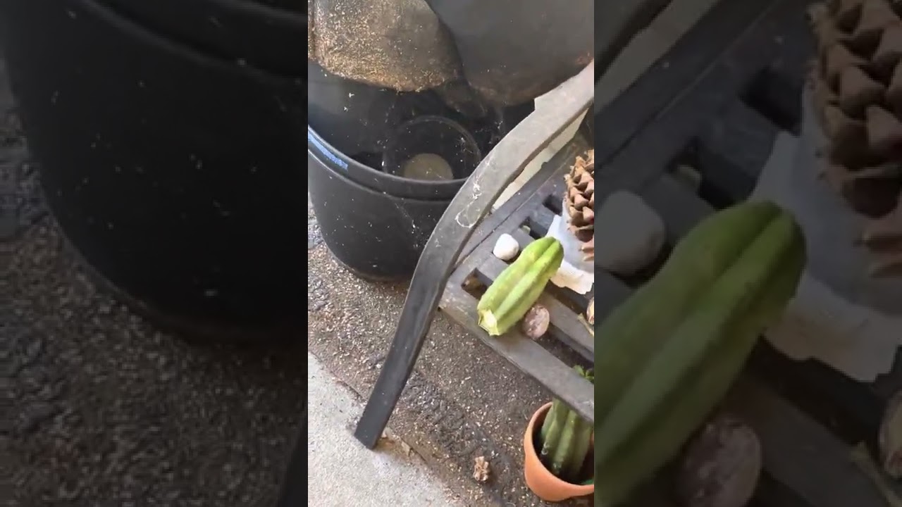 How to Root an Unrooted Cactus Cutting