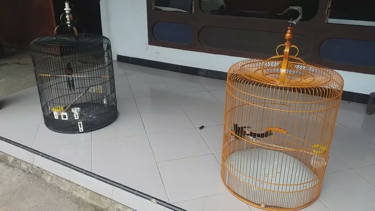 SUARA MURAI MUDA HUTAN VS TERNAKAN