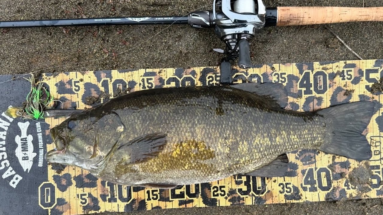 «バス釣り»栃木 茨城2月~3月上旬 鬼怒川 50UPなるか、、、？！[ブラックバス] [川スモール]
