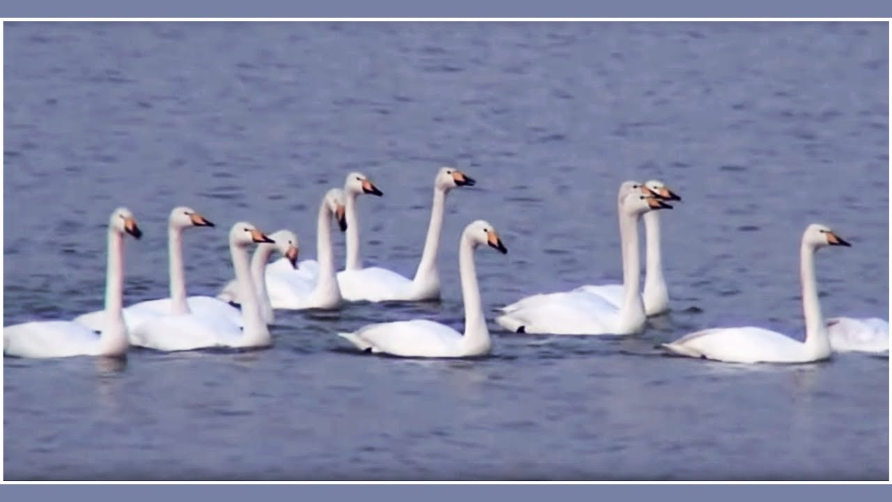 Swans Dancing  - tewbirds @ Rutland Water - 2014-03