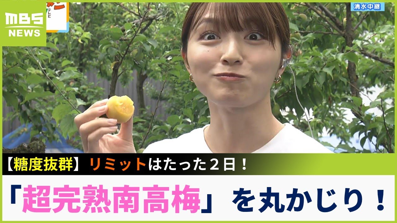 【中継】消費期限は２日！？激レア＆芳醇な『超完熟南高梅』　生で食べると「とても甘くてジューシー」　こだわりの梅干しにも注目！（2023年6月1日）