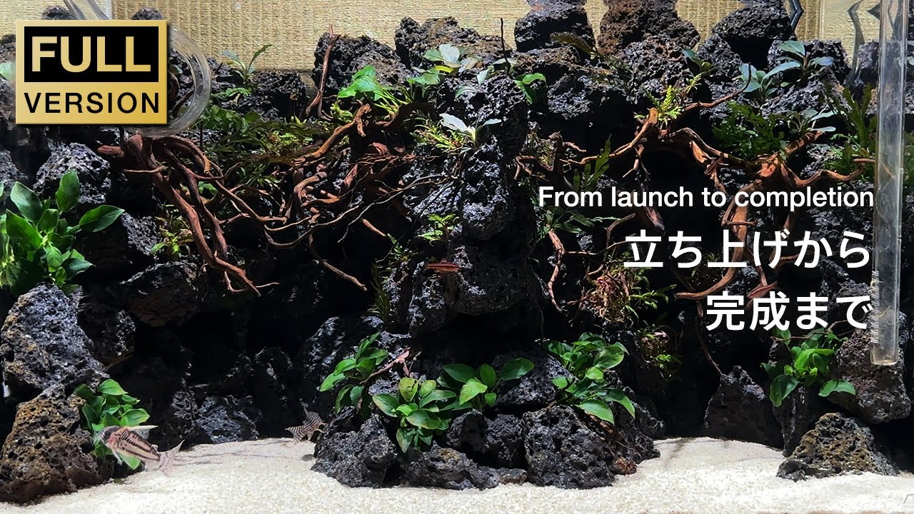 切り立つ溶岩石と陰性水草で作る60cm水槽。完成までの全工程とその後/aquascape/aquarium/60cm tank/vlog/