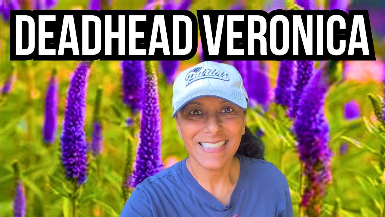 How To Deadhead Speedwell Veronica For More Flowers