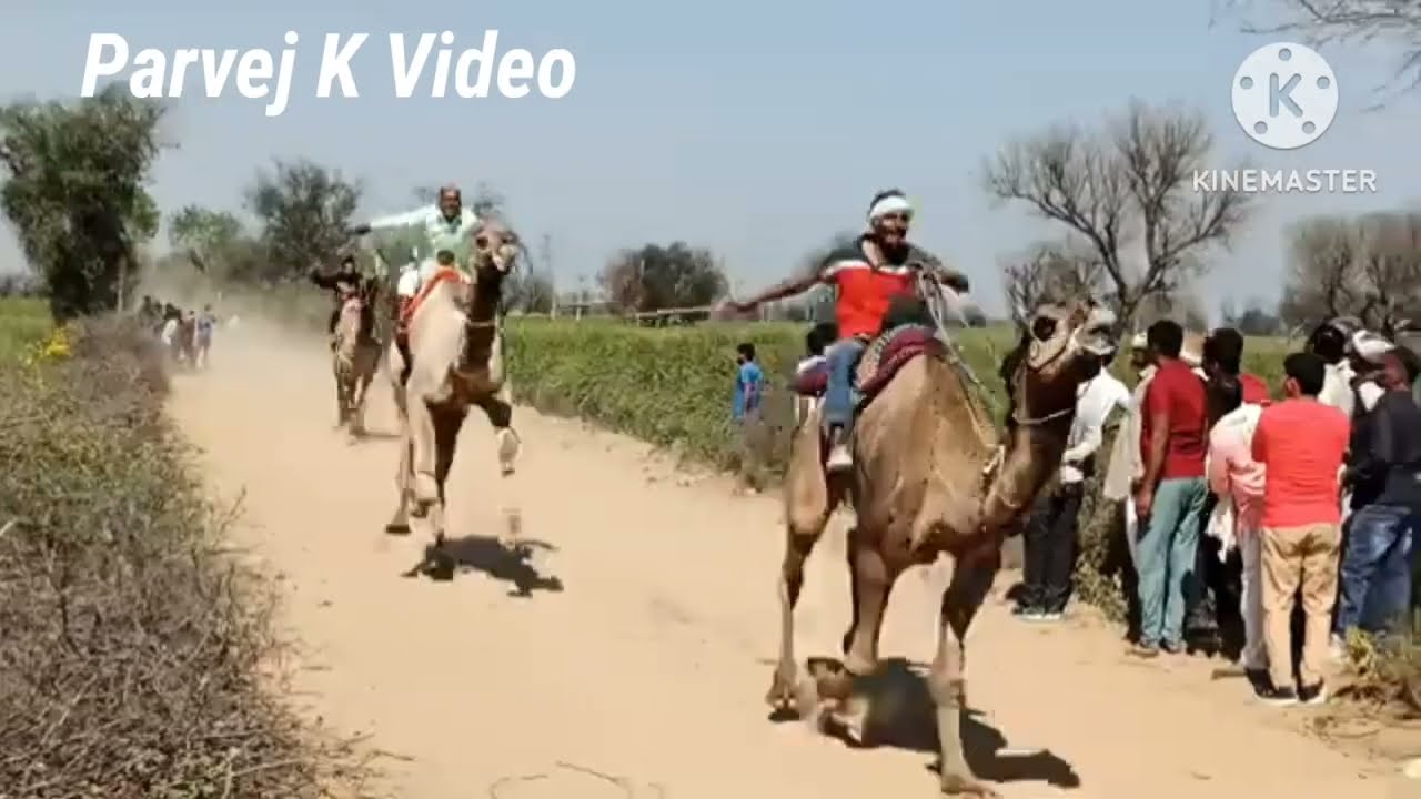पथेडा ऊंट दौड़ वीडियो 29.2.2024 New camel race video