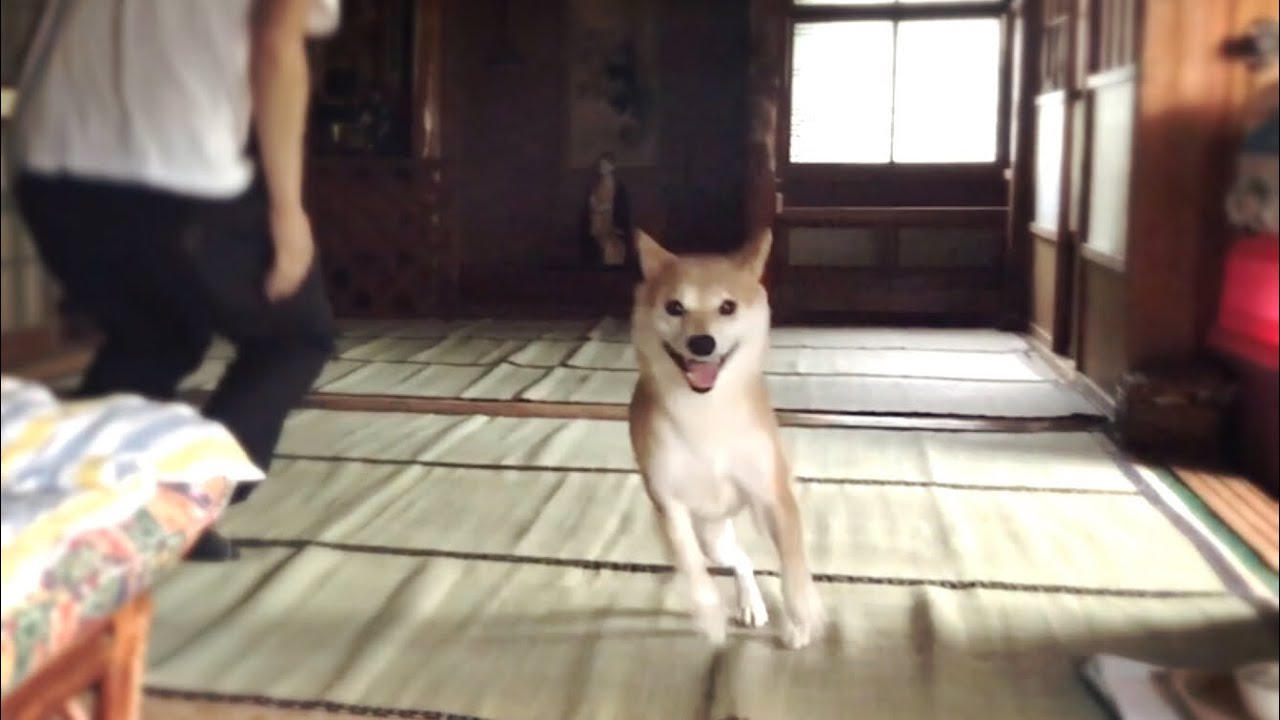 パパが帰ってきたぞー！アウー！Daddy is back!