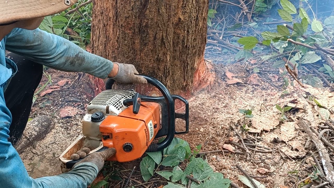 Khai thác gỗ hương trồng, cây giáng hương