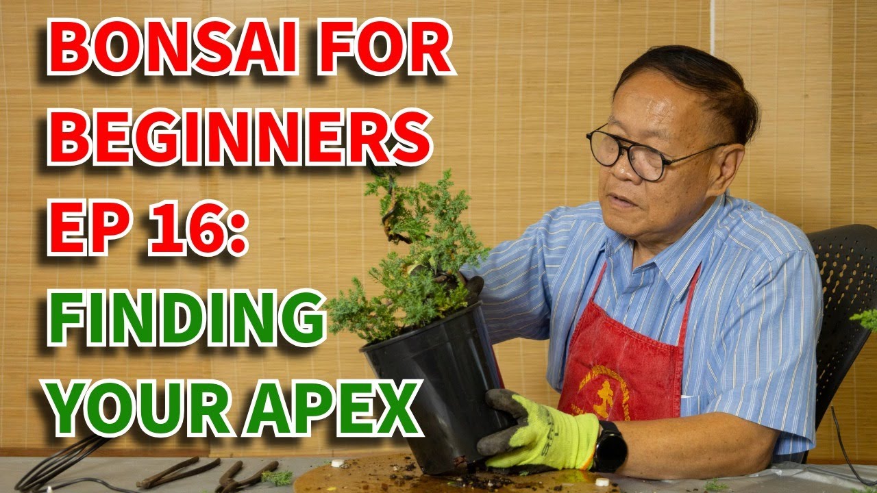 How to design your bonsai apex. Bonsai For Beginners Episode 16.