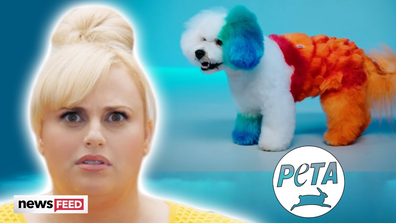 Rebel Wilson's Show 'Pooch Perfect' SLAMMED For Cruelty!