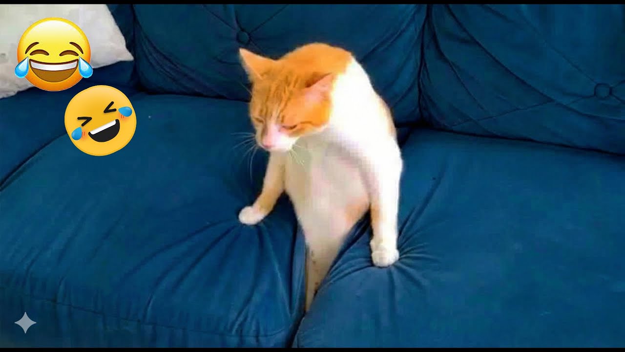 You Laugh You Lose 😂 Funniest Cats and Dogs 2026 🐱💙 Part 23