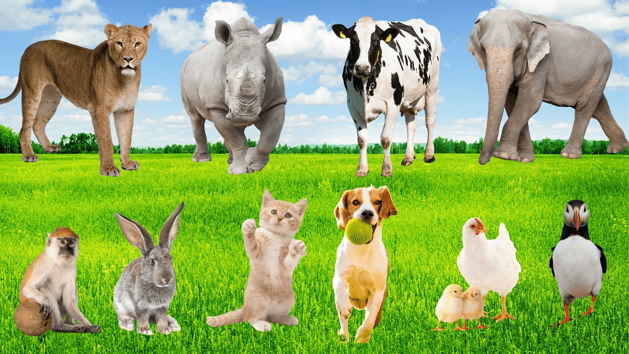 Nông Trại Hát Ca 🐕‍🦺🐣🐔🐇🐘 - Tiếng Kêu Động Vật Cho Bé Vui Học Vui Với Các Loài Thú Nuôi Nông Trại!