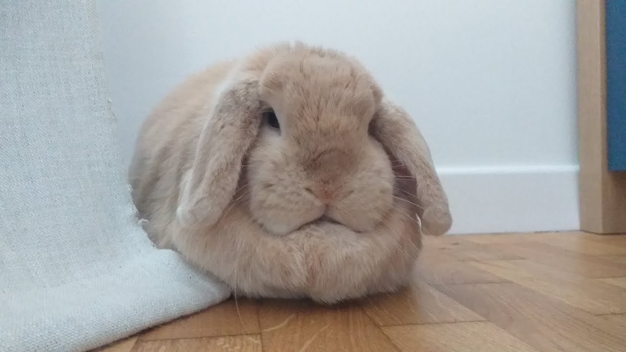 Kompilacja najśmieszniejszych filmów z Kickiem! #bunny 