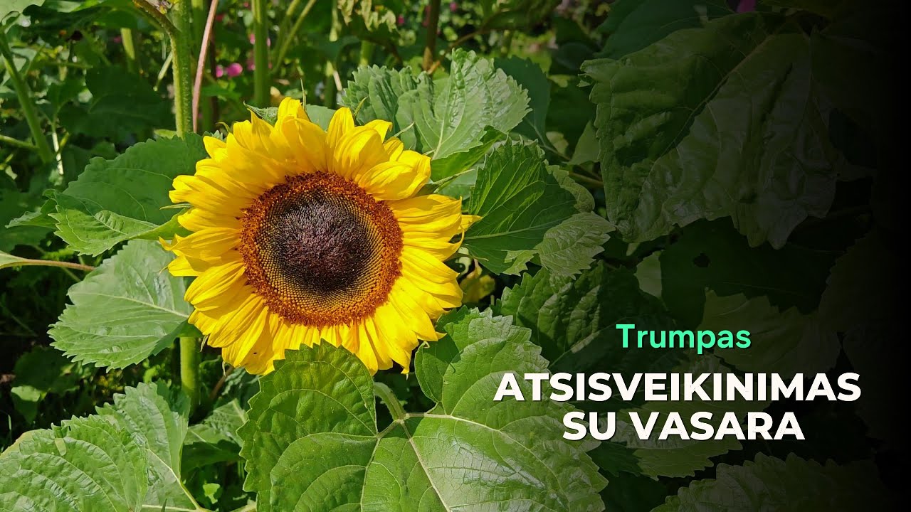Atsisveikinimas su vasara | Įvairūs vasaros vaizdai 4K | Dreams ir Arina – „Gal susitiksim“