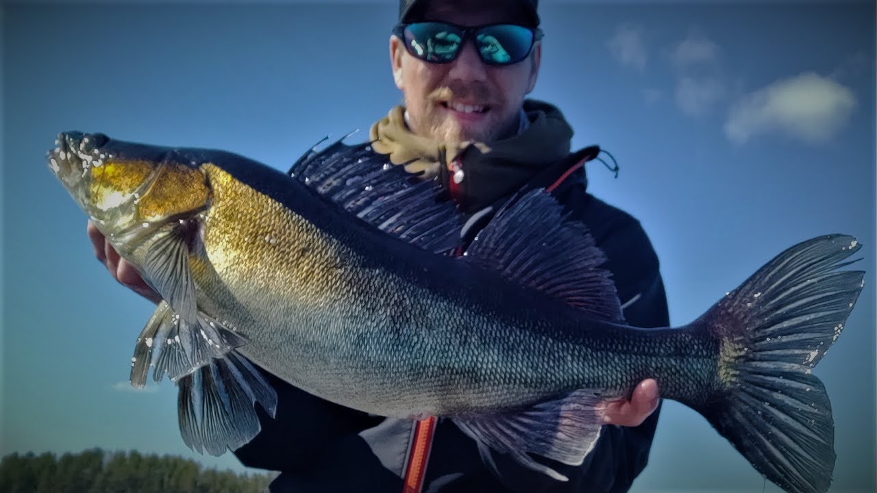 KUHAA JIGILLÄ VIRTAVEDESTÄ VUOTJÄRVEN KIVIKOILTA | KESÄN ENNÄTYS KUHA SOKKONA HEITTÄMÄLLÄ!