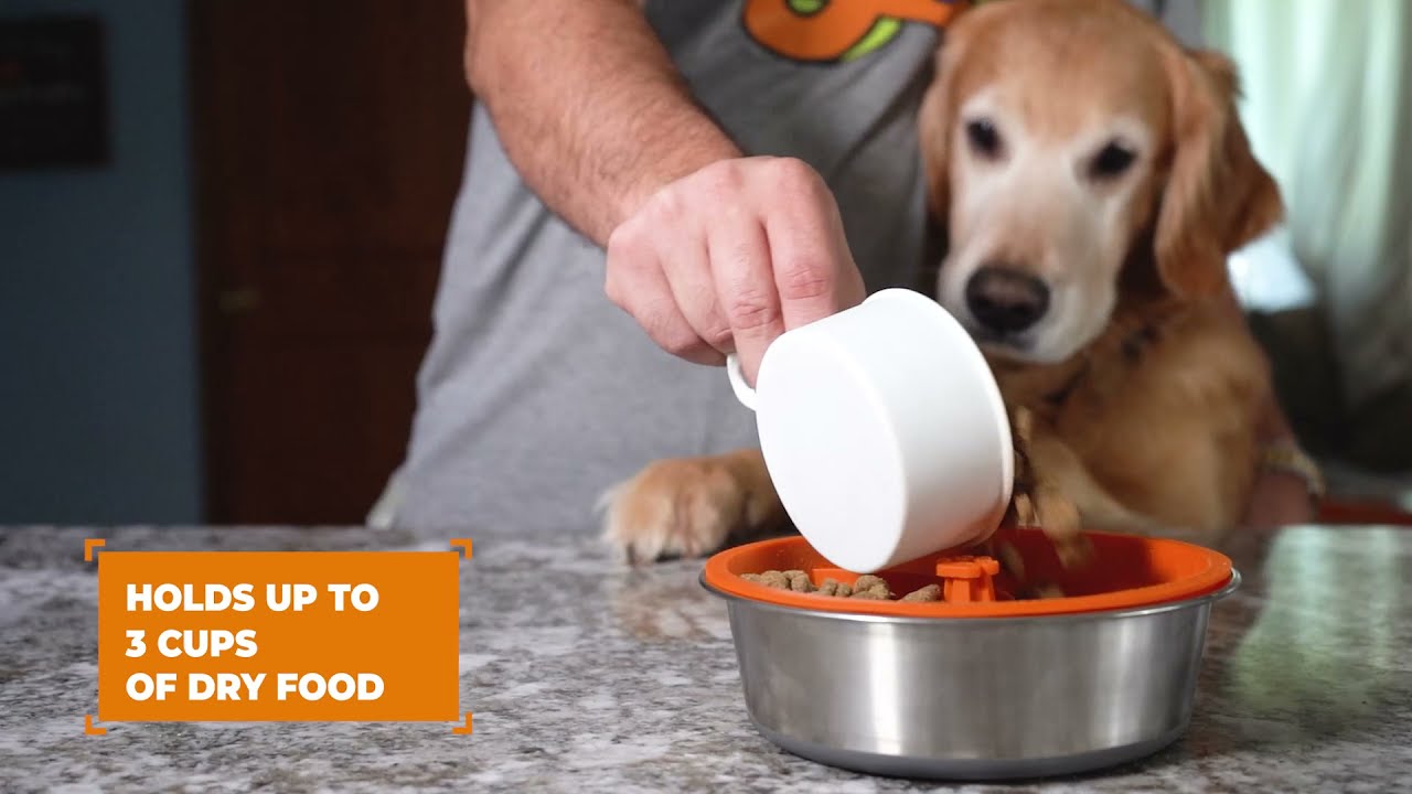 Slow Your Dog's Eating Down With The Mighty Paw Slow Feed Dog Bowl Insert