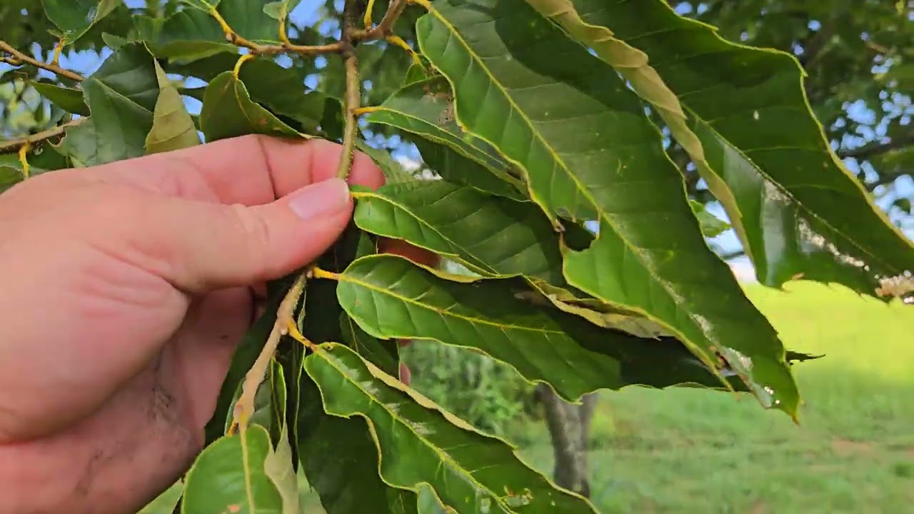 Chestnut Tree Update July 2025