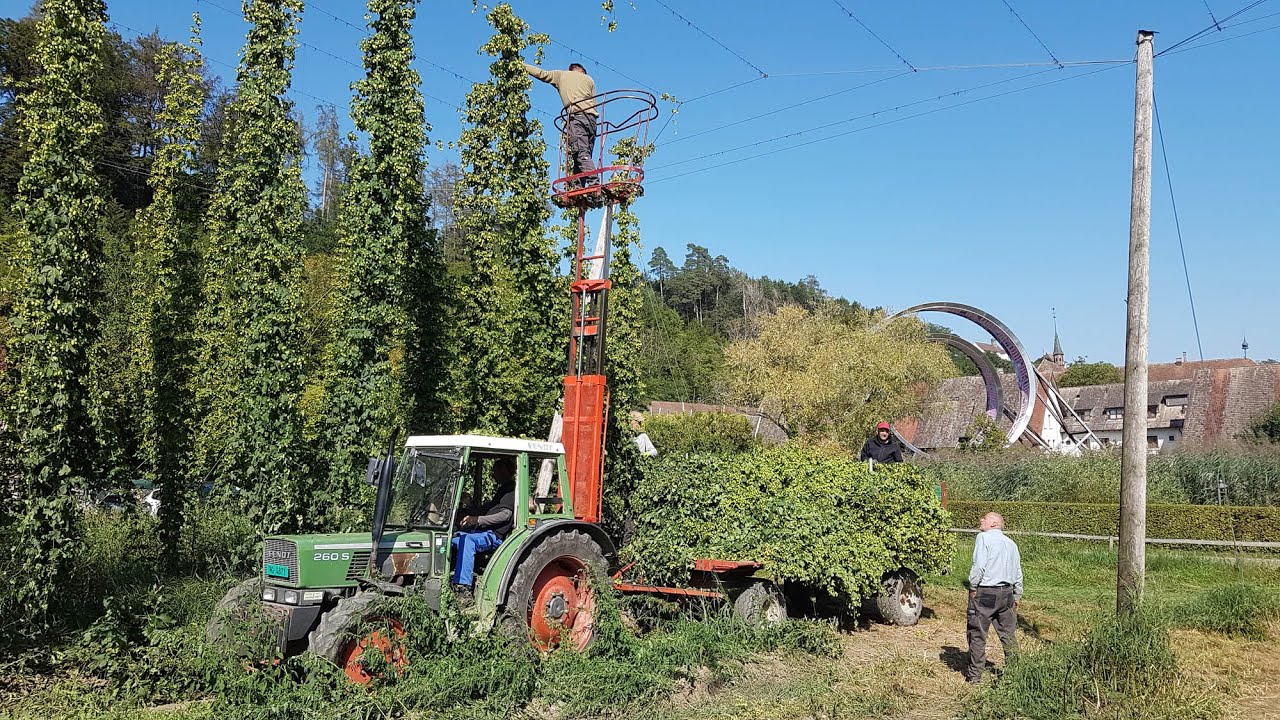 Hopfenernte 2020 Kartause Ittingen