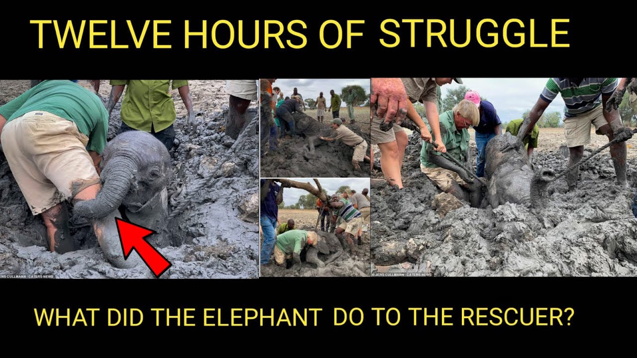 Two Baby Elephants were rescued From The Mud | Animal Hub