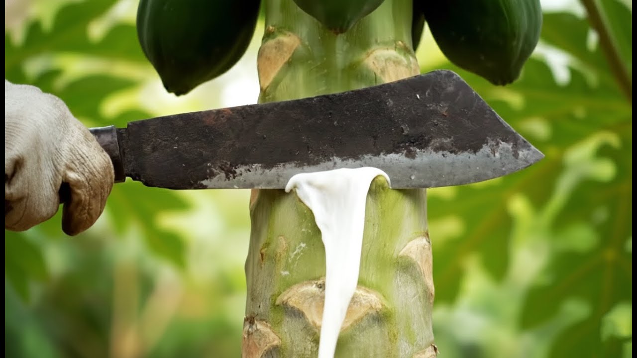 EXTREME ASMR Bamboo Tree Cutting — Satisfying Chainsaw Sounds in the Forest