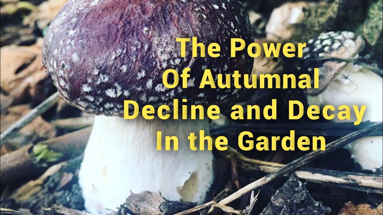 Appreciating the Garden&rsquo;s Autumnal Decline