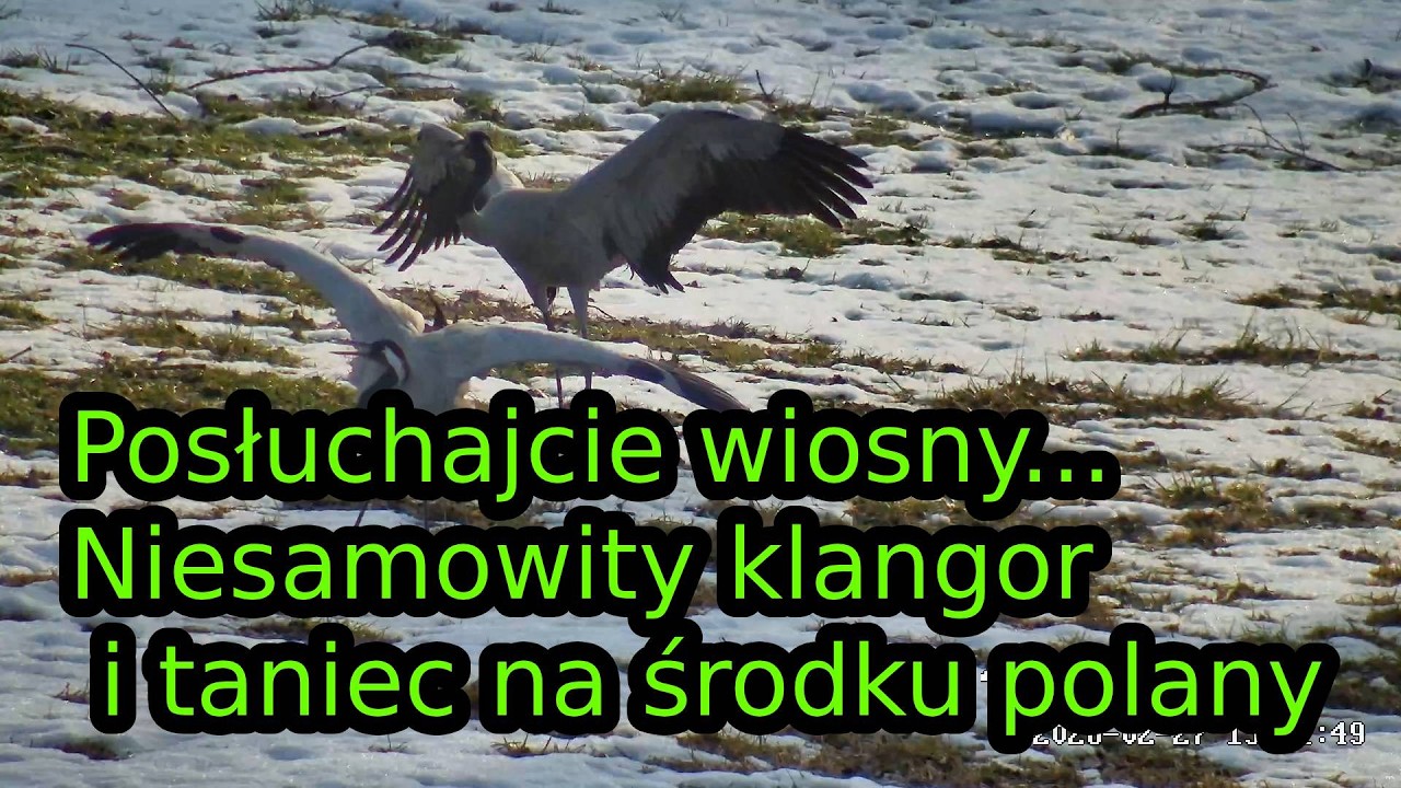 Posłuchajcie wiosny... Żurawie tańczą i krzyczą z radości!
