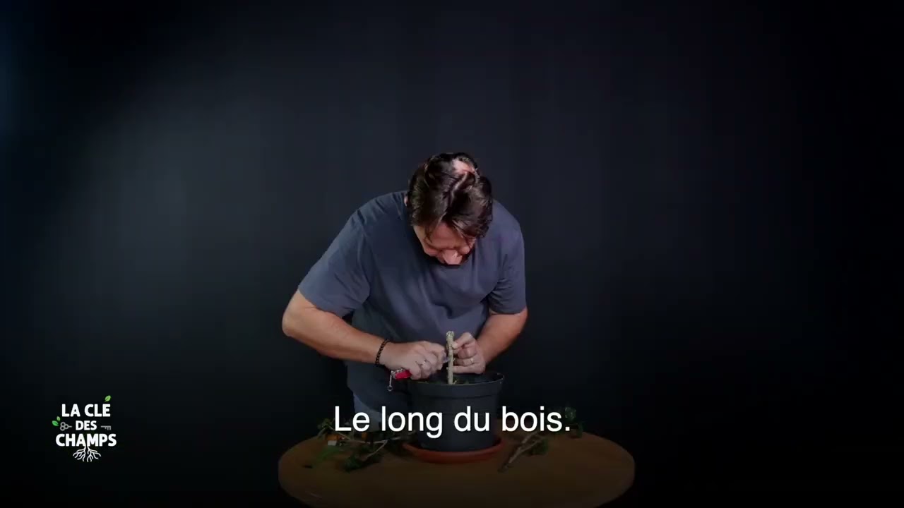 18/ La Clé des Champs : La greffe d'Hibiscus