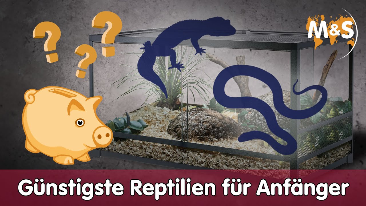 💶 G&uuml;nstigste Reptilienart f&uuml;r Anf&auml;nger 🤑