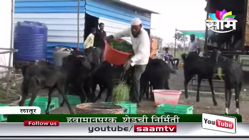 Shaikh Mohsin's goat farming success story