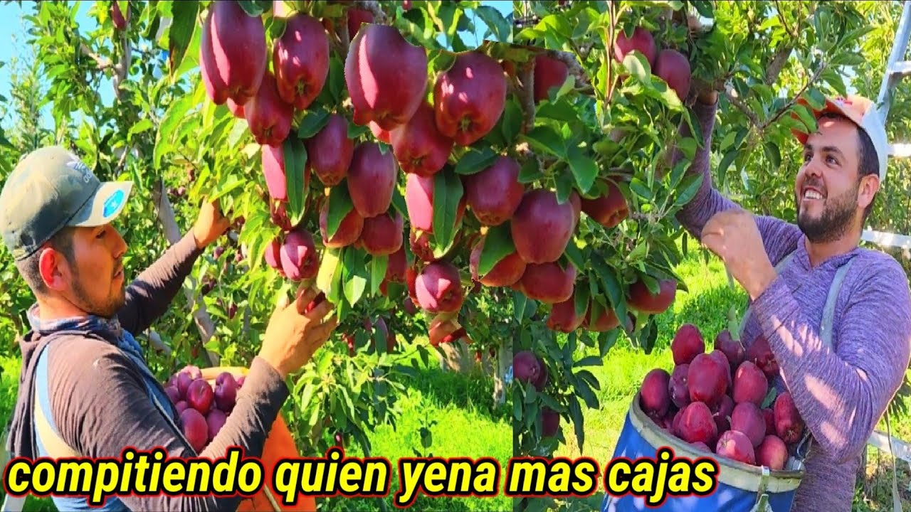 Los Piscadores Más rápidos de Esta Compañía Los Muestro en este video