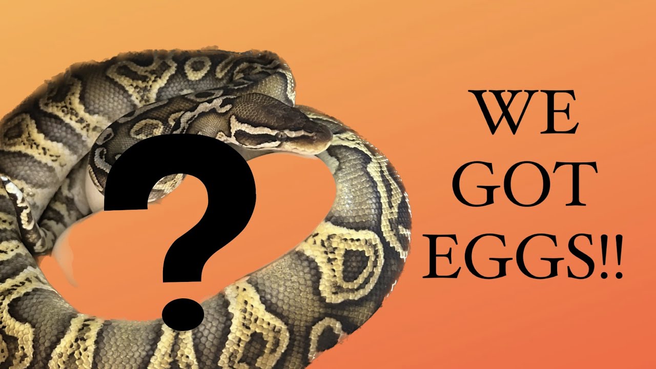 WE GOT EGGS! - OUR FIRST BALL PYTHON CLUTCH