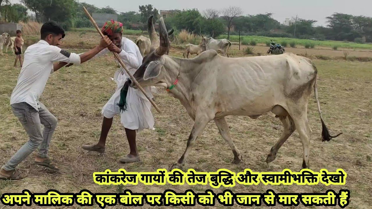 Very Intelligent Kankrej Cow👍 बाल बाल बचा ये आदमी 😳 जान से मार दिया होता, अपने मालिक को बचाने के लिए