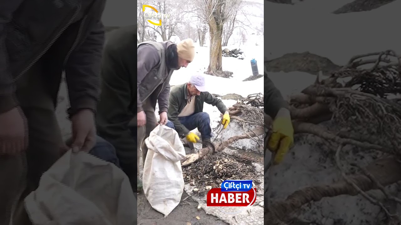 Muş'ta besicilerin asırlık geven otu geleneği sürüyor