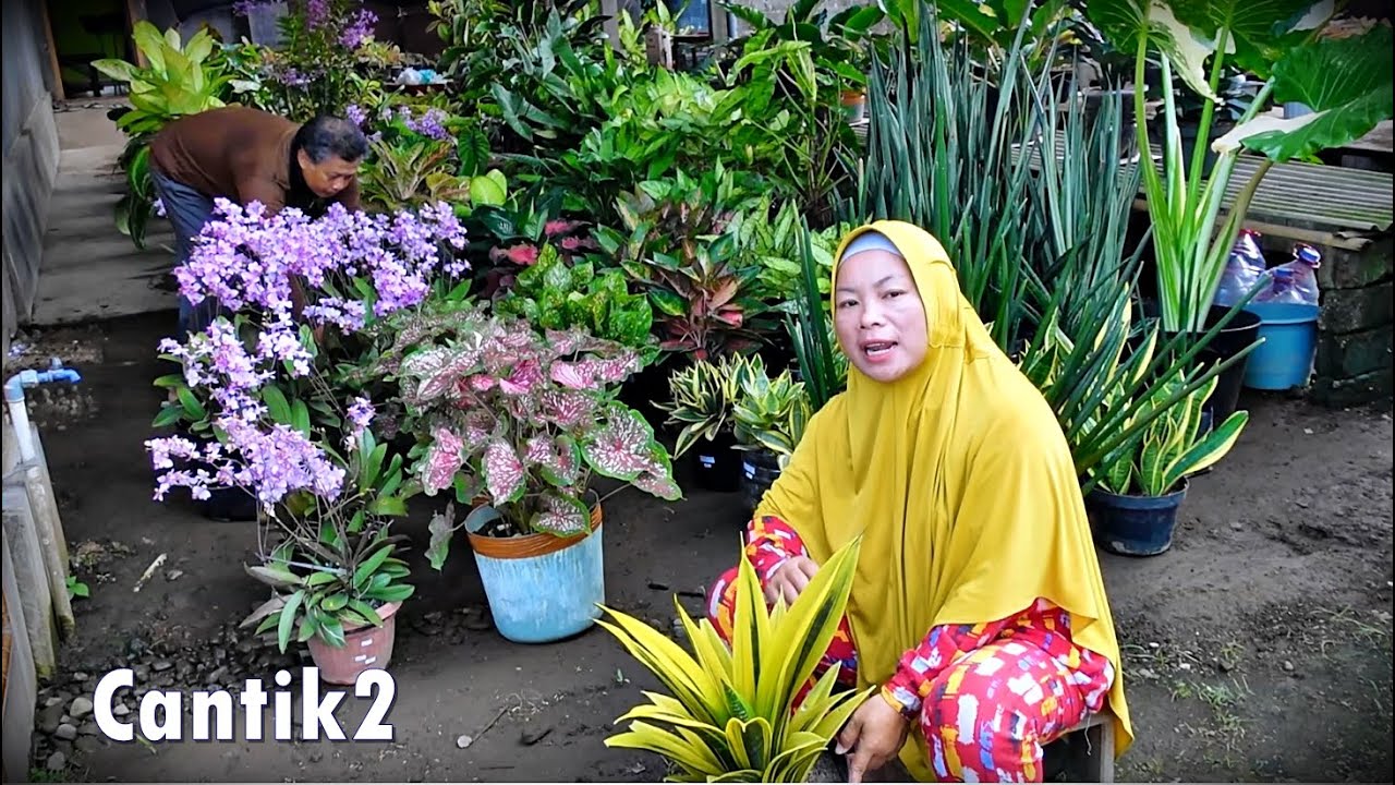 SPIL Tanhis Stok Baru jan Josh2 Cantik2