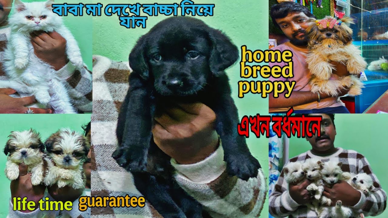 BEST PET MAKET IN BURDWAN || HOME BREED PUPPY এখন বর্ধমানে || DOG SHOP IN DURGAPUR 