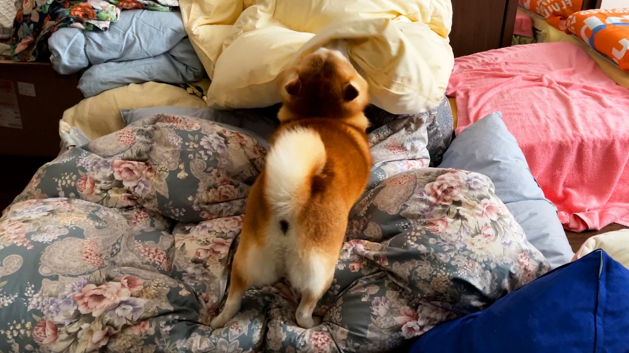 While the winter supplies are being put away, Shibe is quietly busy building a secret base.