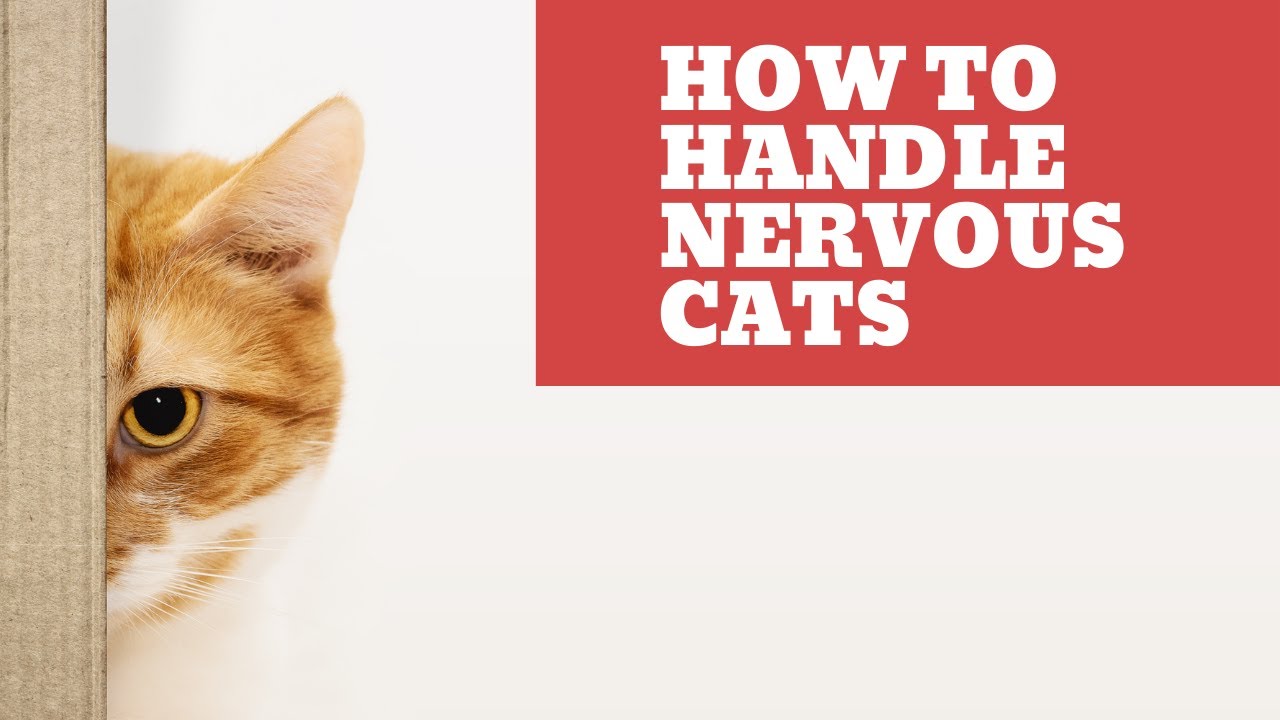 How to Handle Nervous Cats - Tips to Keep Your Feline Calm