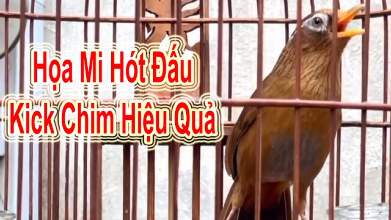 File Họa Mi Hót Đấu Mạnh Kick Chim Non, Chim Yếu Cực Hiệu Quả