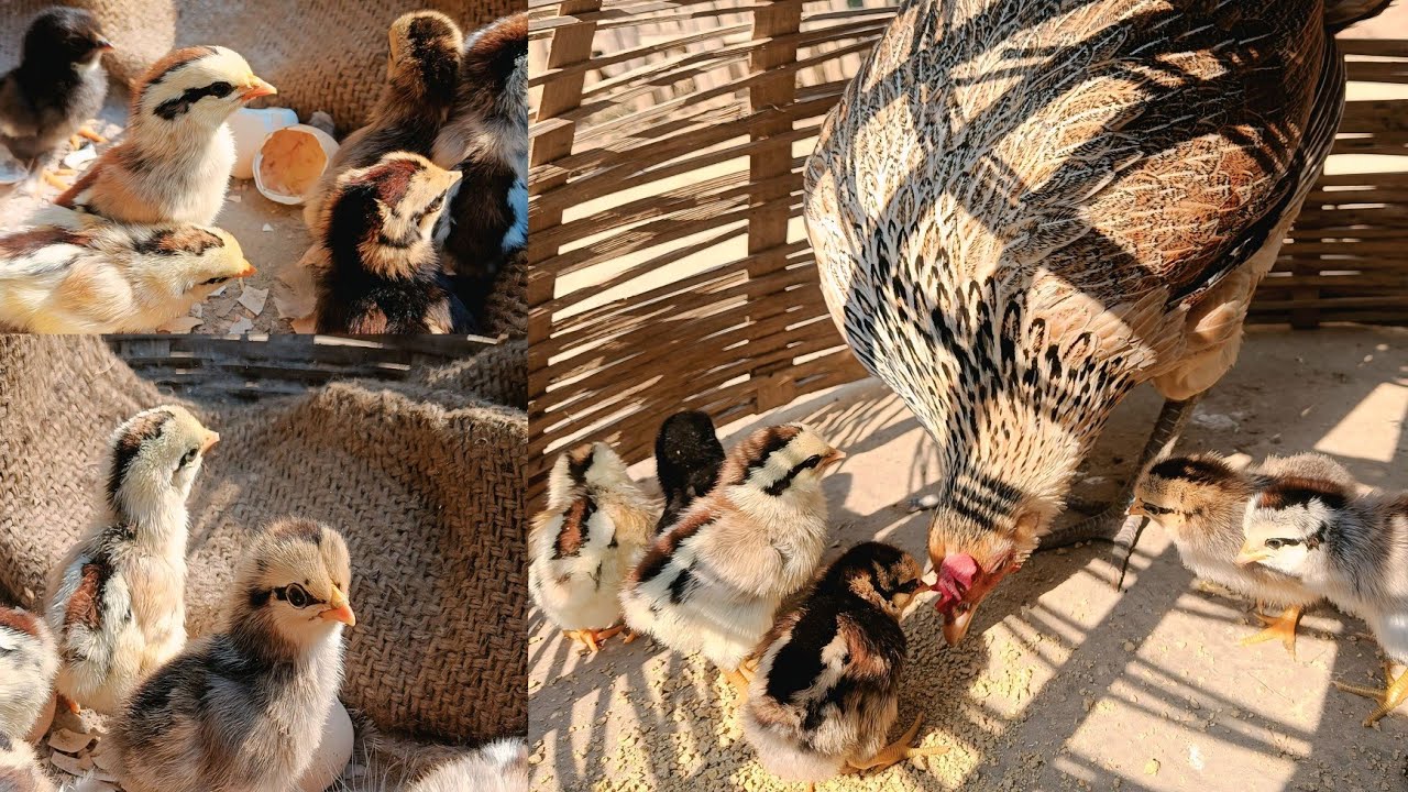 The Weirdly Unique Colors of Chicken Chicks