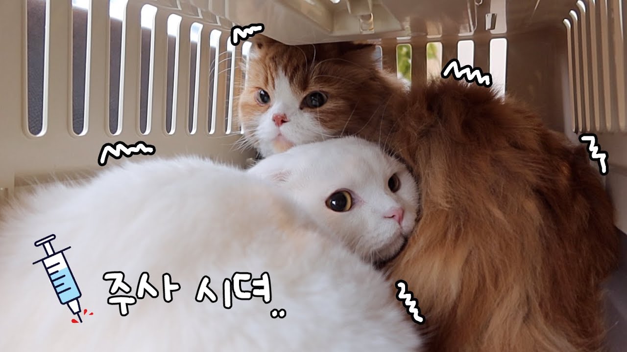 쫄보 고양이들 동물병원 갔어요 💉💊 (feat.믿을건 형제 뿐ㅠㅠ)